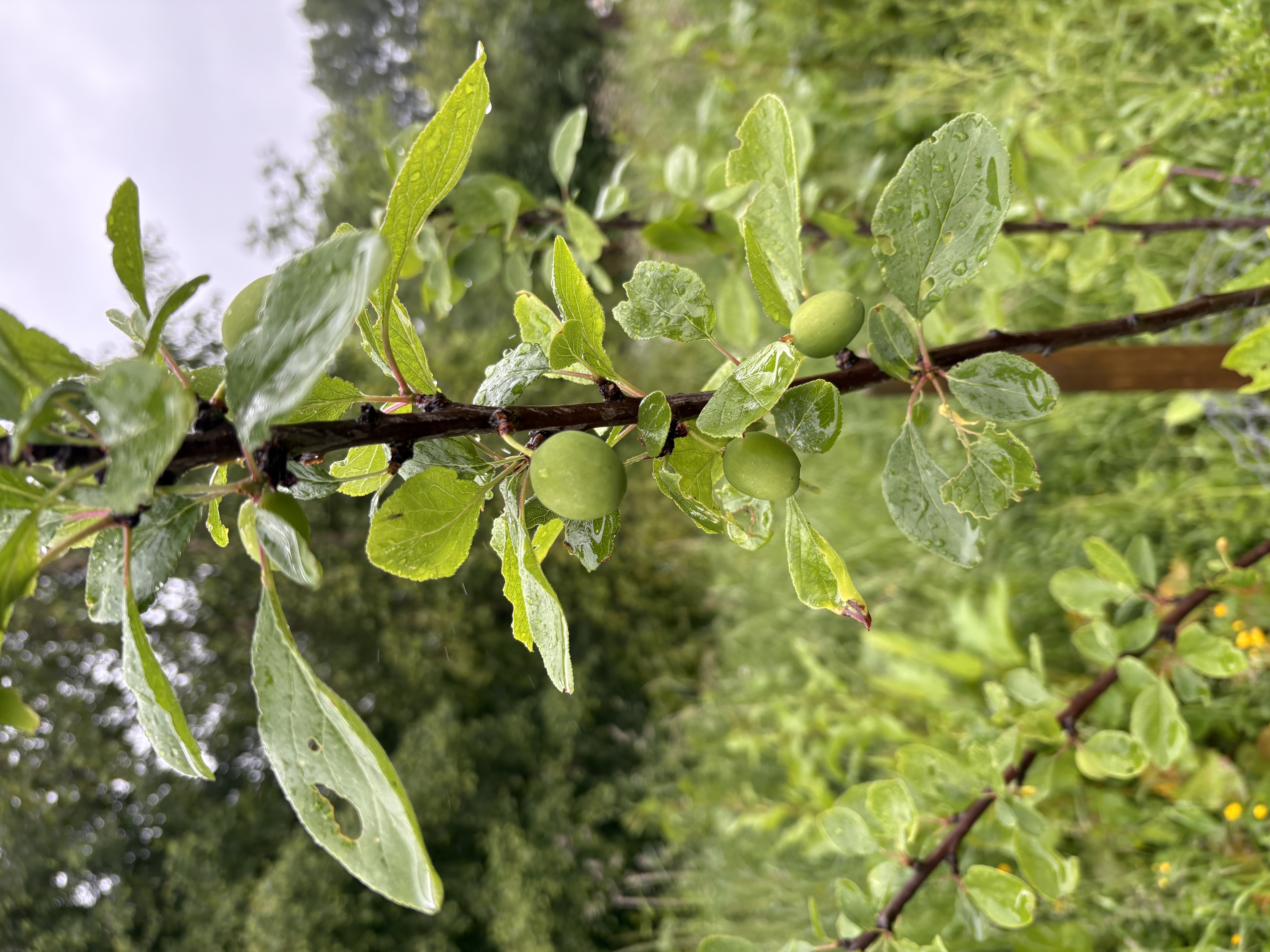 plum trees in the orchard