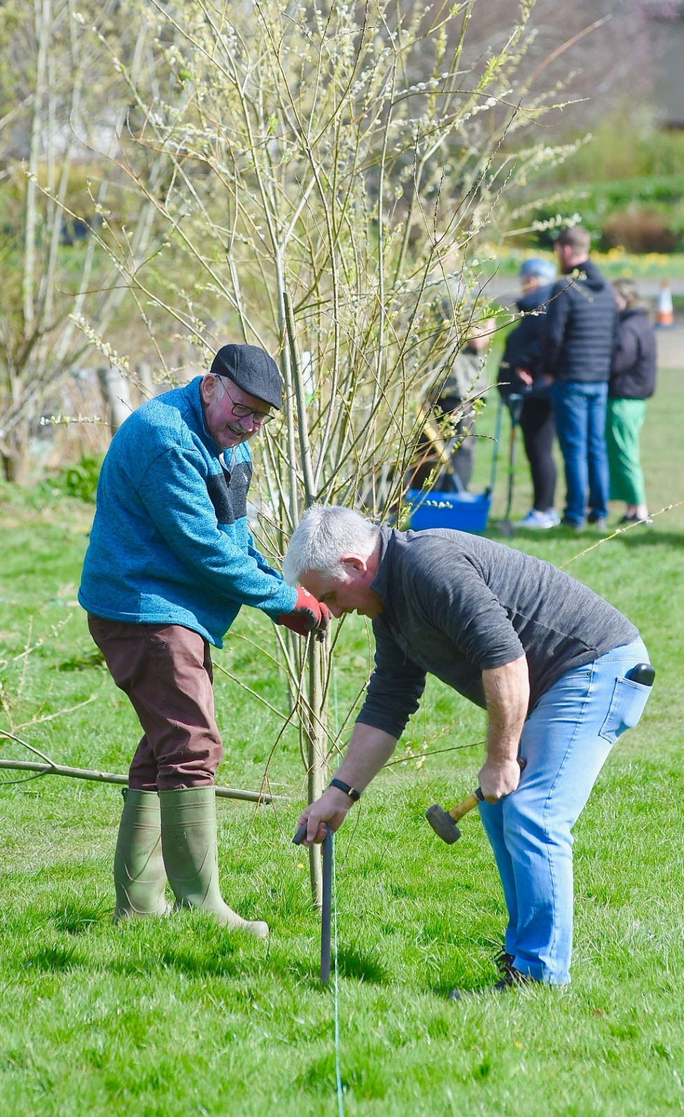 trees being planted